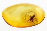 Detailed Fossil Black Fly (Simuliidae) In Baltic Amber #288162-1